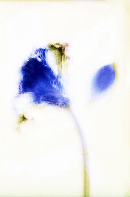 Photograph from the series "Fragility, strength and beauty" by Julia Hofmann